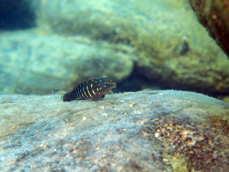 Tanganicodus irsacae 'Mabilibili Bay'